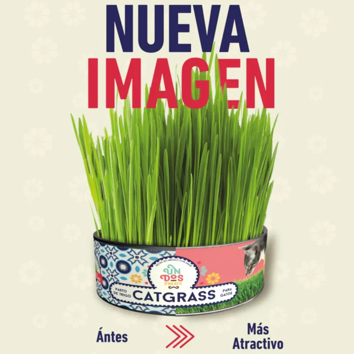 Catgrass de Trigo, Pasto para Gato