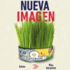 3_c3ec5187-3ee9-4065-b964-350bae3ffc04_540x540 Cat Grass Mix Avena y Cebada, Pasto para Gato
