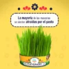 4_8eae8dbf-2bba-42bd-b9fb-776c66af142a_540x540 Cat Grass Mix Avena y Cebada, Pasto para Gato