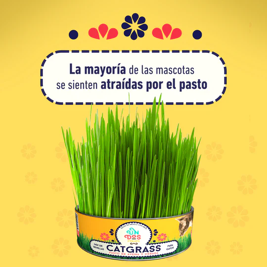 4_8eae8dbf-2bba-42bd-b9fb-776c66af142a_540x540 Cat Grass Mix Avena y Cebada, Pasto para Gato