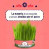Catgrass de Trigo, Pasto para Gato