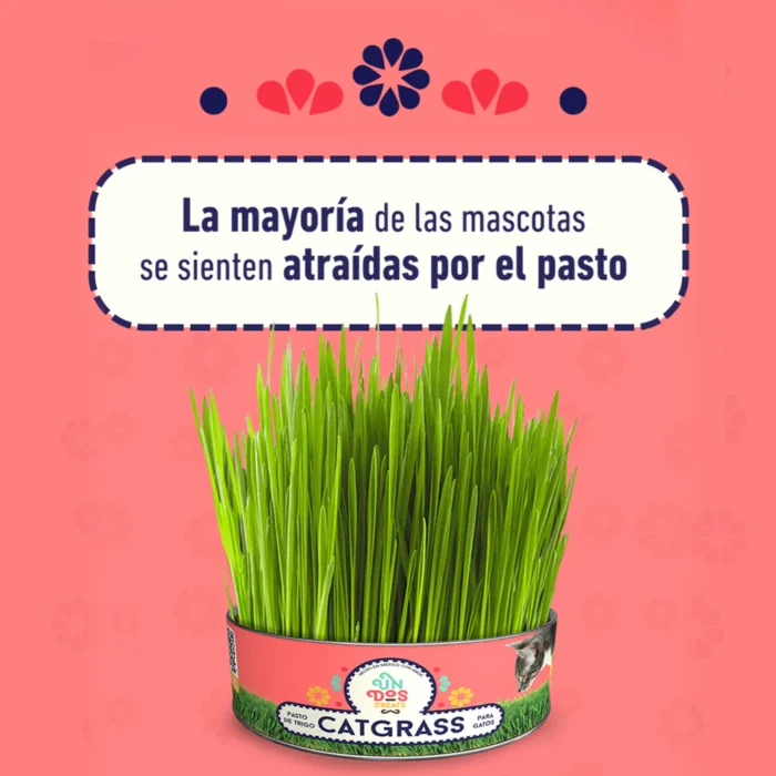 Catgrass de Trigo, Pasto para Gato