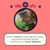 Catgrass de Trigo, Pasto para Gato