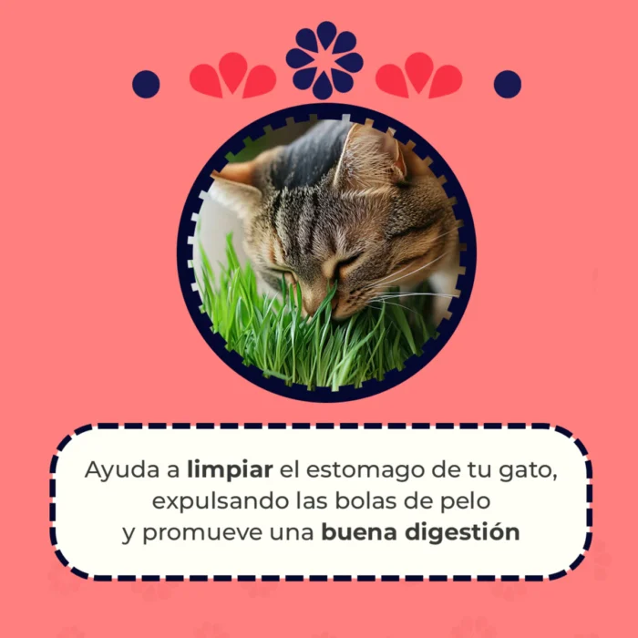 Catgrass de Trigo, Pasto para Gato