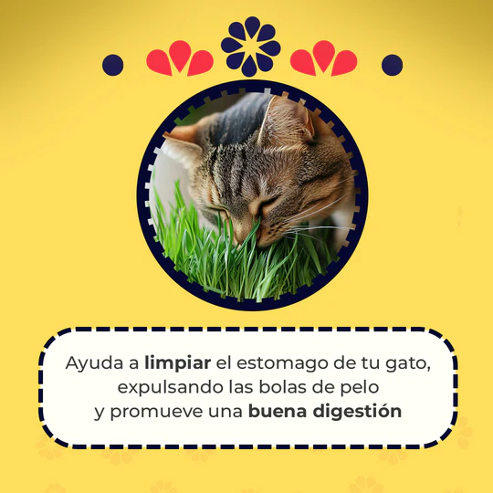 5_b804ee22-80f5-4fb3-be69-a032361e1f5f_540x540 Cat Grass Mix Avena y Cebada, Pasto para Gato