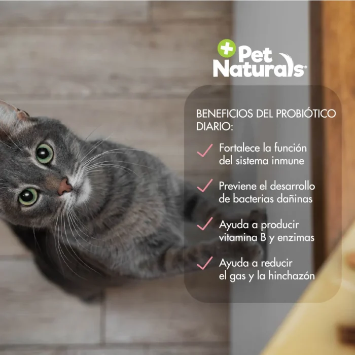 Daily Probiotic Para Gatos